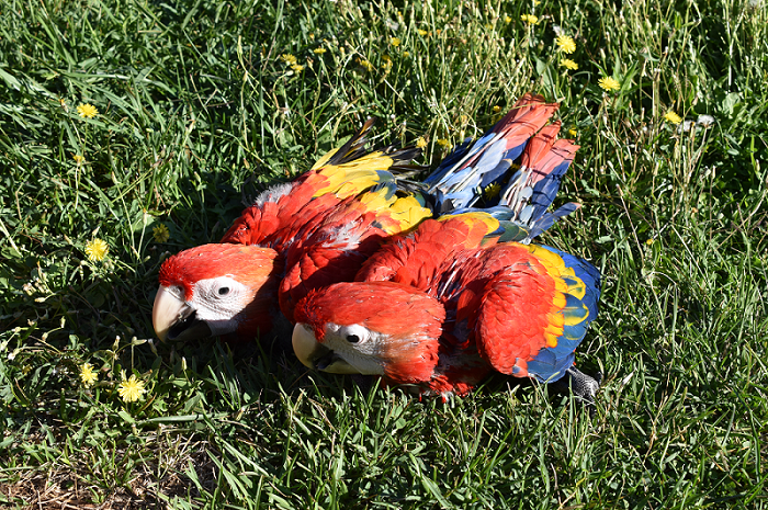 Macaws_700